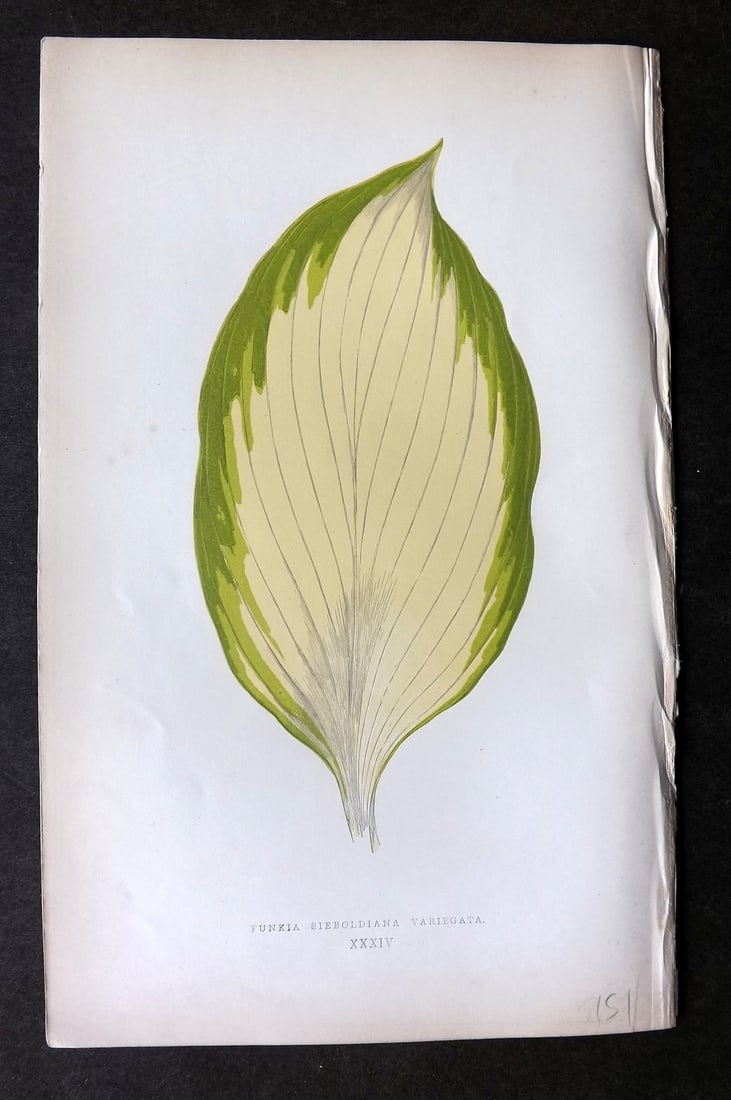 Lowe Beautiful Leaved Plants 1864 Botanical Print. Punkia Sieboldiana 34 (1 of 1)