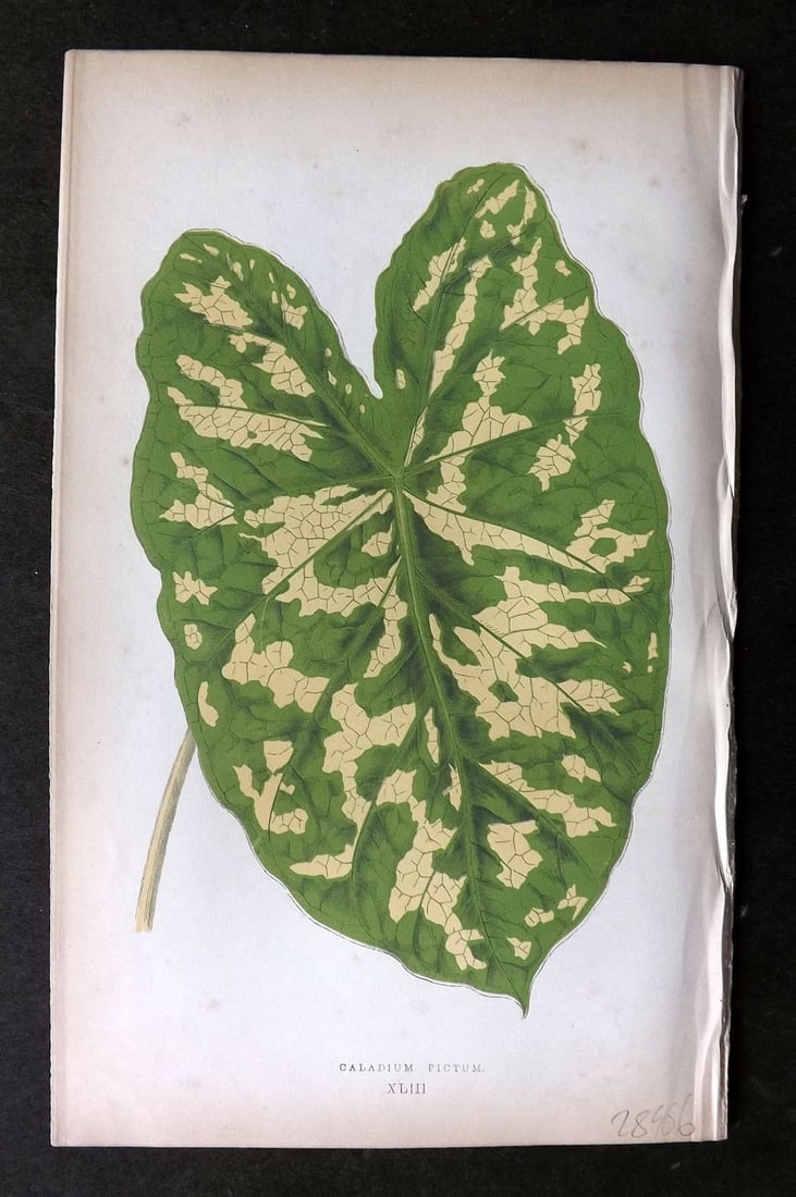 Lowe Beautiful Leaved Plants 1864 Botanical Print. Caladium Pictum 43: Antique Woodblock Published 1864, London for "Beautiful Leaved Plants, Being a Description of the Most Beautiful Leaved Plants in Cultivation in this Country" by Edward Joseph Lowe. Most plates printe