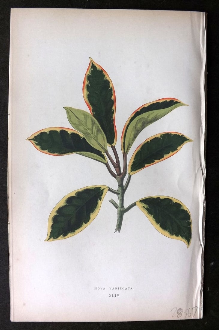 Lowe Beautiful Leaved Plants 1864 Botanical Print. Hoya Carnosa Variegata 44: Antique Woodblock Published 1864, London for "Beautiful Leaved Plants, Being a Description of the Most Beautiful Leaved Plants in Cultivation in this Country" by Edward Joseph Lowe. Most plates printe