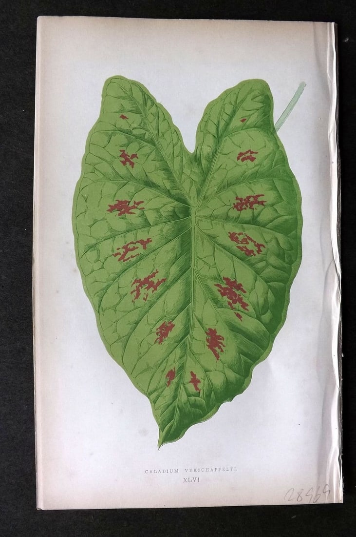 Lowe Beautiful Leaved Plants 1864 Botanical Print. Caladium Verschaffelti 46: Antique Woodblock Published 1864, London for "Beautiful Leaved Plants, Being a Description of the Most Beautiful Leaved Plants in Cultivation in this Country" by Edward Joseph Lowe. Most plates printe