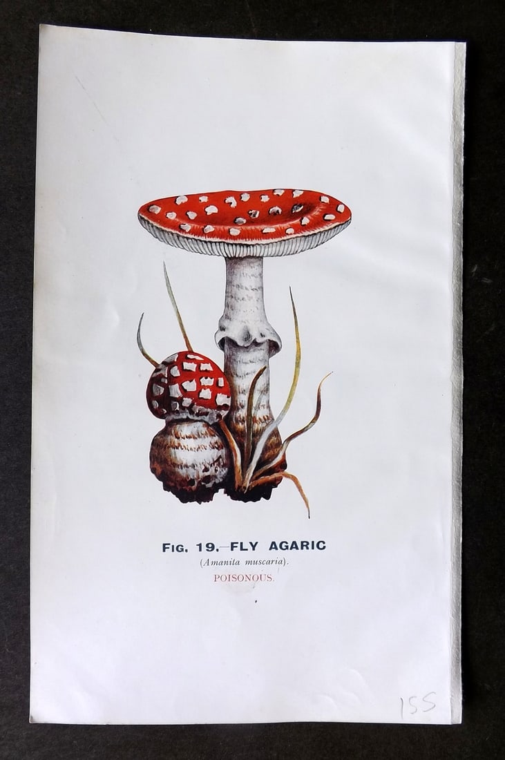 MAFF 1930 Antique Mushroom Fungi. Fly Agaric 19: Vintage Offset Lithograph Published 1926, London for "Edible and Poisonous Fungi" by the Ministry of Agriculture & Fisheries (MAFF) Reverse side blank. Paper Size: 9.5 x 6 inch (24 x 16cm) Good Condit