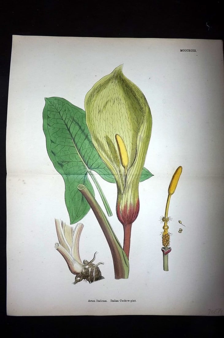 Sowerby, James 1886 Hand Col Double Botanical Print. Italian Cuckoo Pint 1393 (1 of 1)
