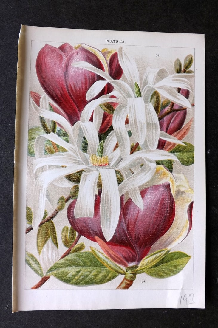 Weathers, John 1903 Botanical Print. Magnolia Stellata & Conspicua 18: Chromolithograph Published 1905, London for "Beautiful Flowering Trees and Shrubs for British and Irish Gardens" by John Weathers. Paper Size: 8 x 5.5 inch (20 x 14cm) Good Condition