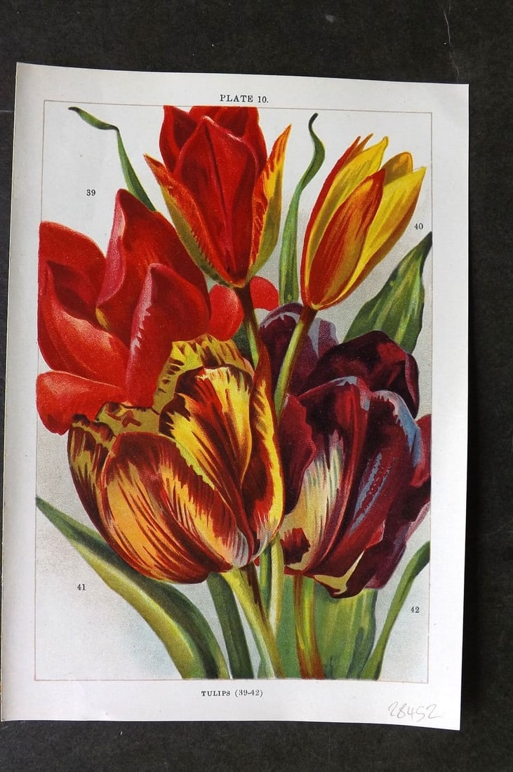 Weathers, John 1905 Botanical Print. Tulips 10 (1 of 1)