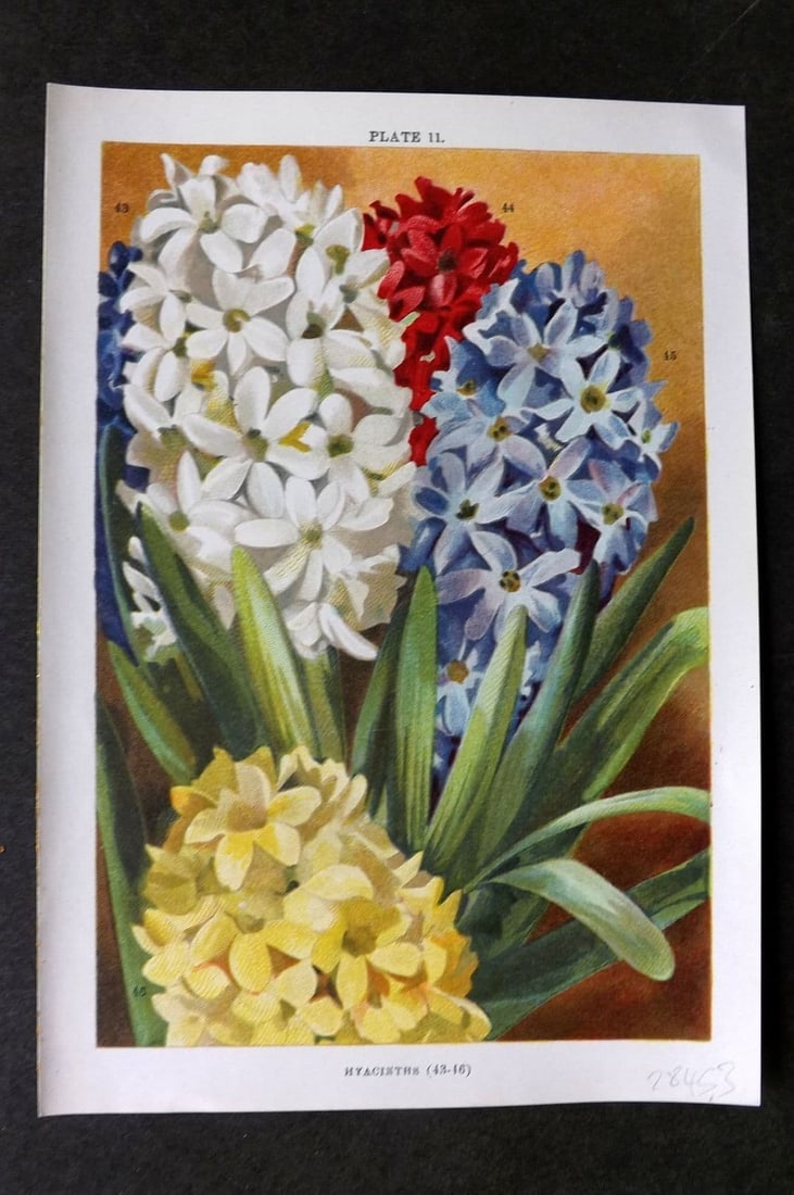 Weathers, John 1905 Botanical Print. Hyacinths 11 (1 of 1)