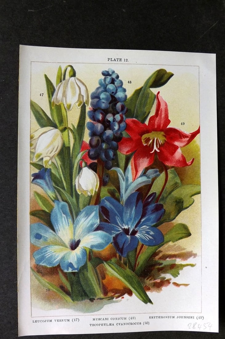 Weathers, John 1905 Botanical Print. Leucojum, Muscari, Ebythronium, Tecophylaea 12 (1 of 1)