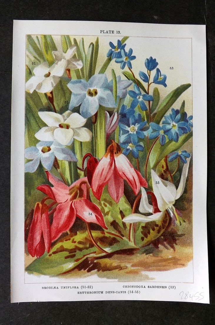 Weathers, John 1905 Botanical Print. Brodiea, Chionodoxa, Erythronium 13: Antique Chromolithograph Published 1905, London for "Beautiful Bulbous Plants for the Open Air" by John Weathers. Paper Size: 8 x 5.5 inch (20 x 14cm). Good Condition.
