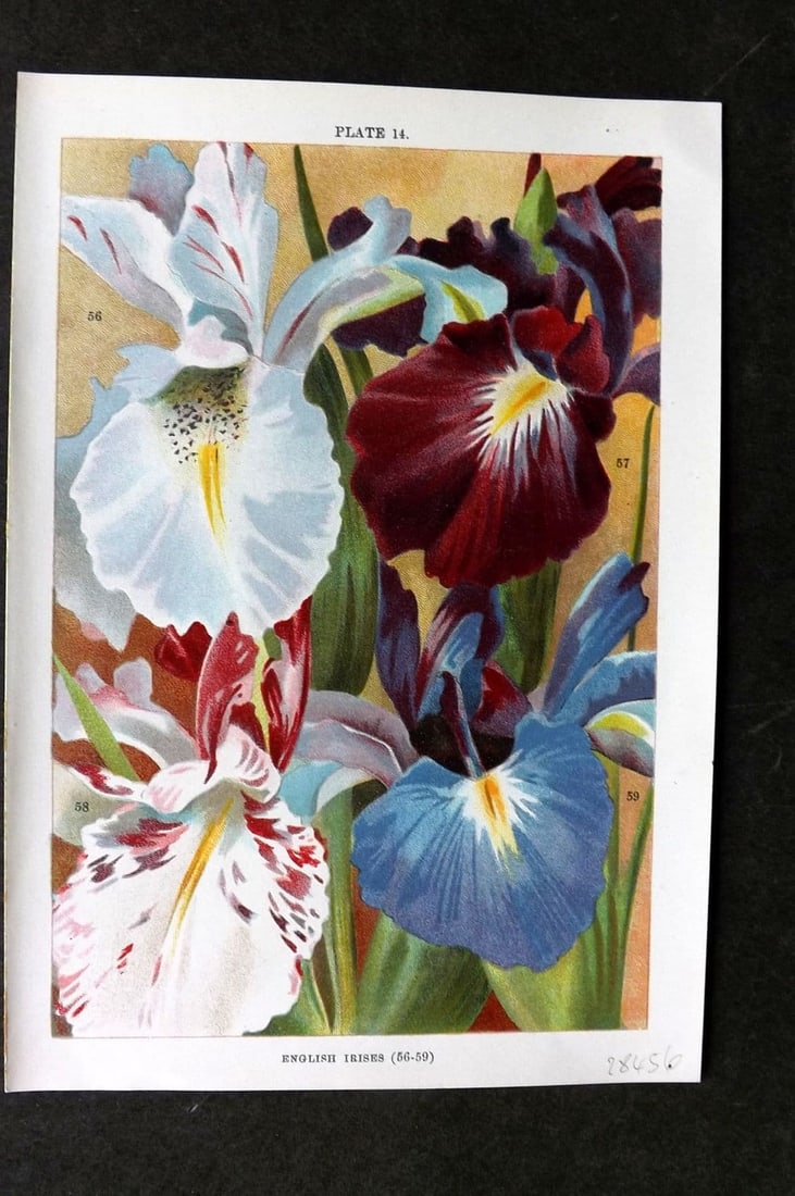 Weathers, John 1905 Botanical Print. English Irises 14 Iris (1 of 1)
