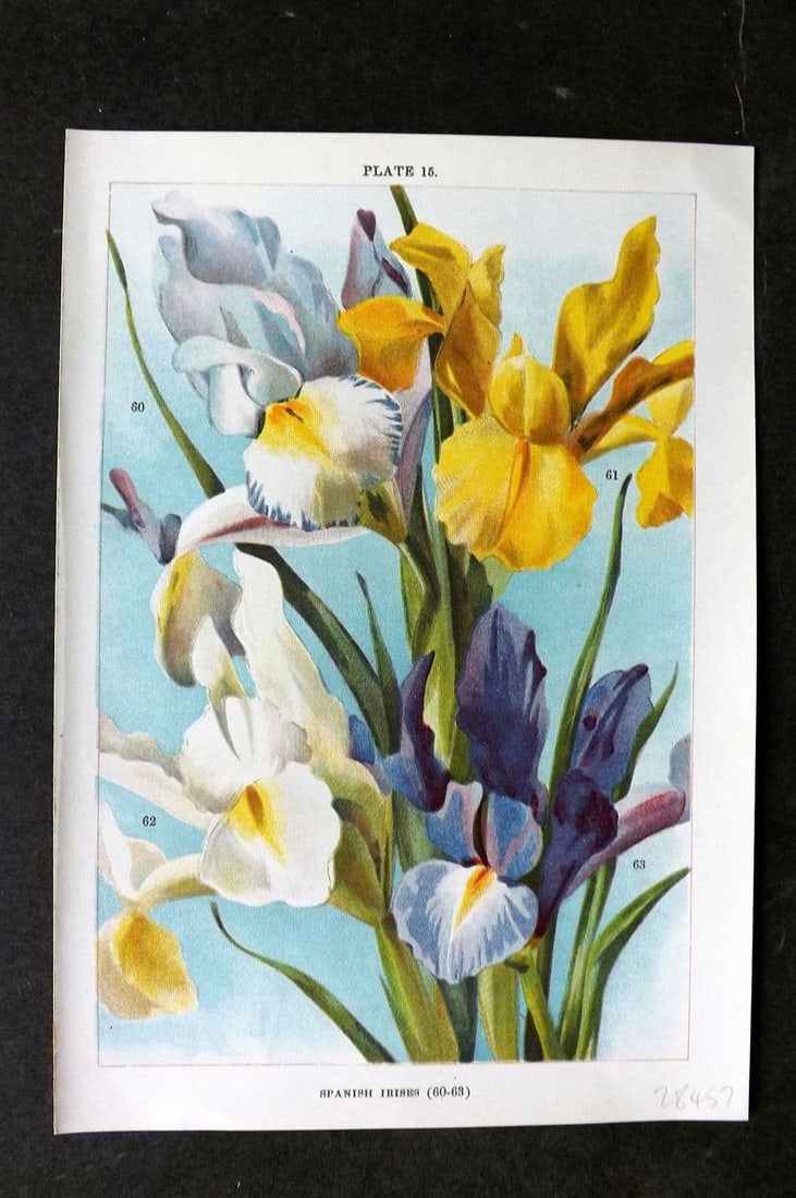 Weathers, John 1905 Botanical Print. Spanish Irises 15 Iris (1 of 1)