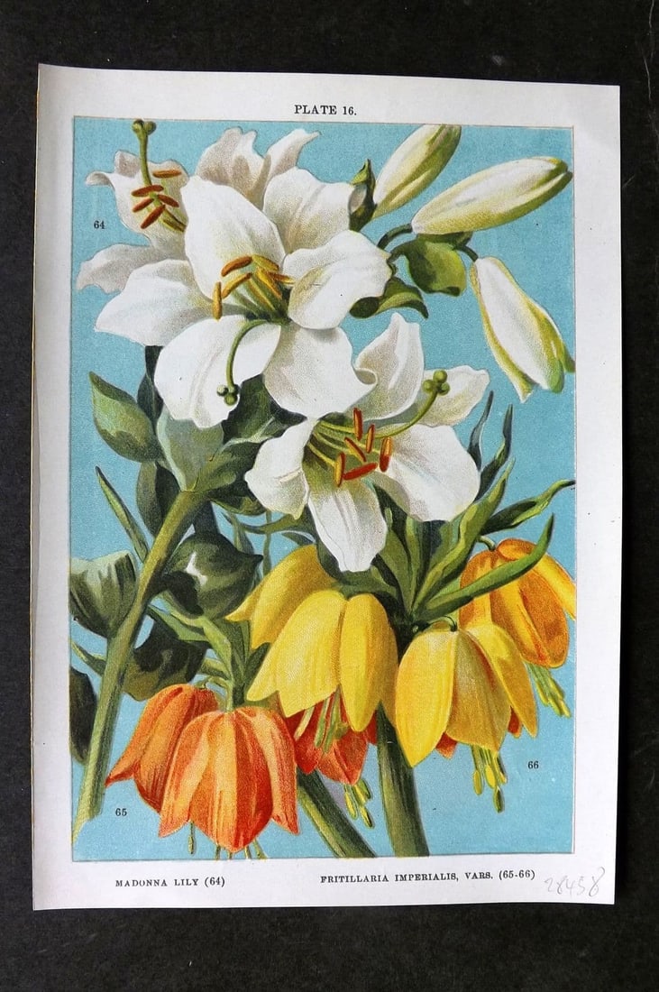Weathers, John 1905 Botanical Print. Madonna Lily, Fritillaria Imperialis 16 (1 of 1)
