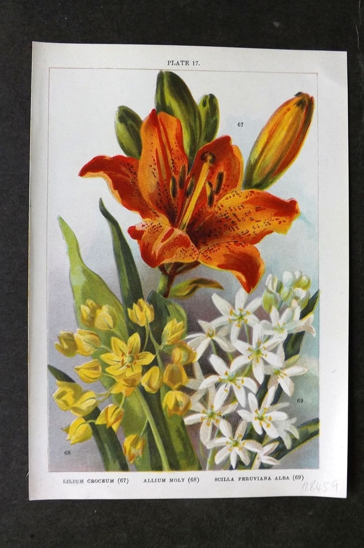 Weathers, John 1905 Botanical Print. Lilium Croceum, Allium Moly, Scilla Peruviana Alba 17 (1 of 1)