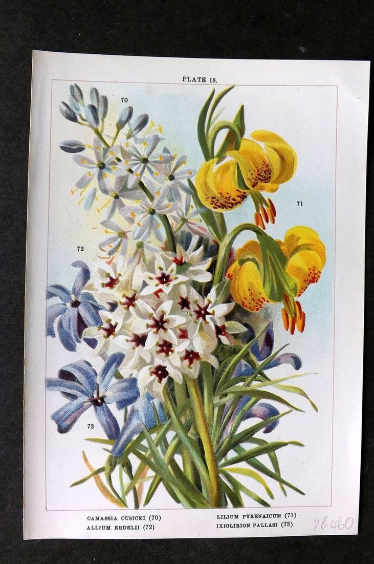 Weathers, John 1905 Botanical Print. Camassia, Lilium Lily, Allium, Ixiolirion 18 (1 of 1)