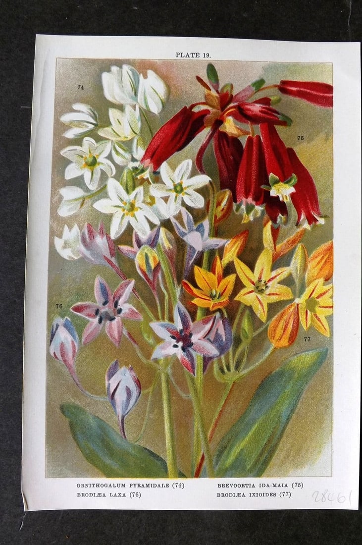 Weathers, John 1905 Botanical Print. Ornithogalum, Brevoortia, Brodiaea 19 (1 of 1)