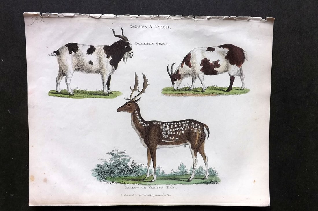 Buffon, Smellie & Huish 1862 HCol Print. Domestic Goats & Fallow Venison Deer: Hand Colored Etching/Engraving Published 1862 by Thomas Kelly, London for "A Natural History, General and Particular..." by The Comte de Buffon and William Smellie. A New and Enlarged Edition, also co
