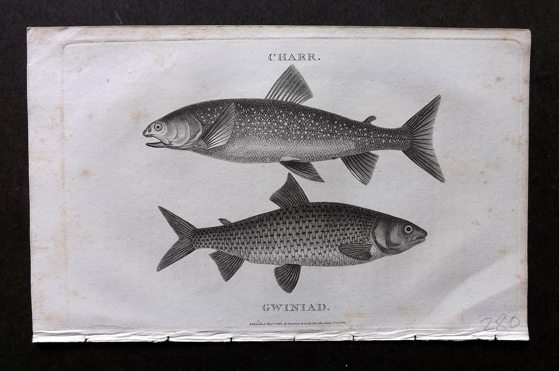 Daniel, William 1801 Antique Fish Print. Charr, Gwiniad: Copper Plate Published 1801-02, London for "Rural Sports" First Edition by William Daniel. Paper Size: 9.5 x 5.5 inch (24 x 14cm) Very minor background toning. Good Condition