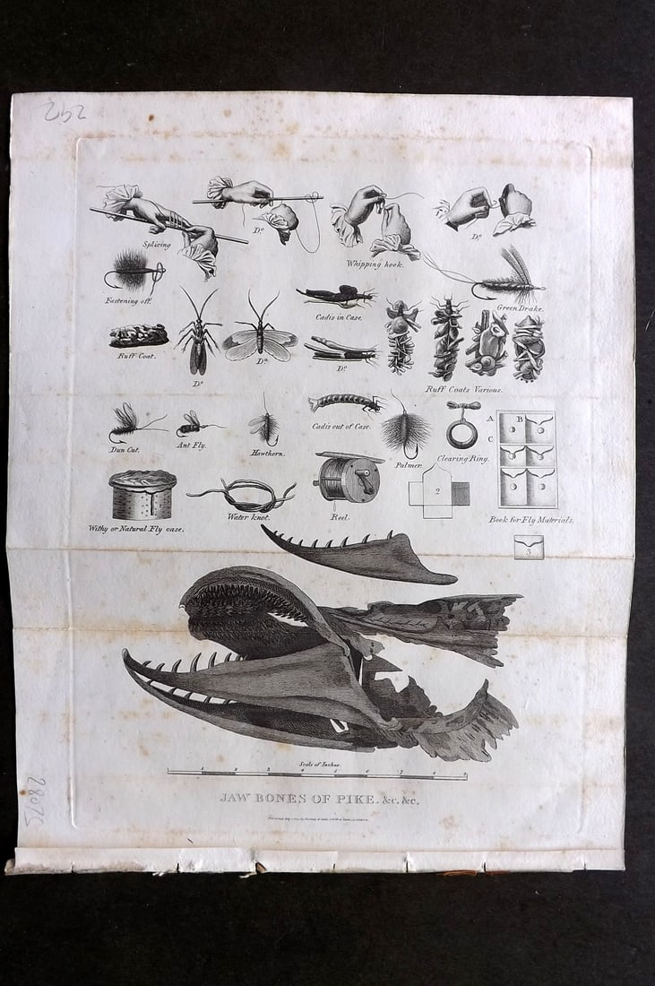 Daniel, William 1801 Antique Print. Jaw Bones of the Pike Fish. Angling, Hooks: Copper Plate Published 1801-02, London for "Rural Sports" First Edition by William Daniel. Folds as issued. Paper Size: 11 x 9 inch (28 x 23cm) Very minor background toning. Good Condition