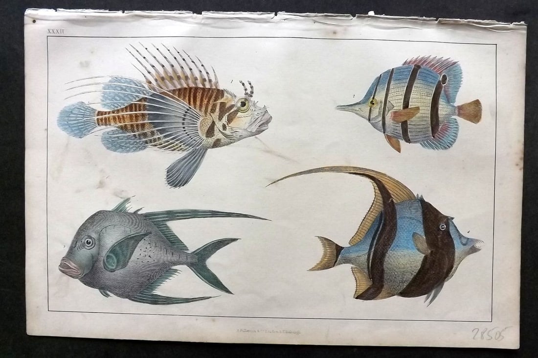 Goldsmith, Oliver C1850 Hand Col Print. Scorpena, Chaetodon Fish 32 (1 of 1)