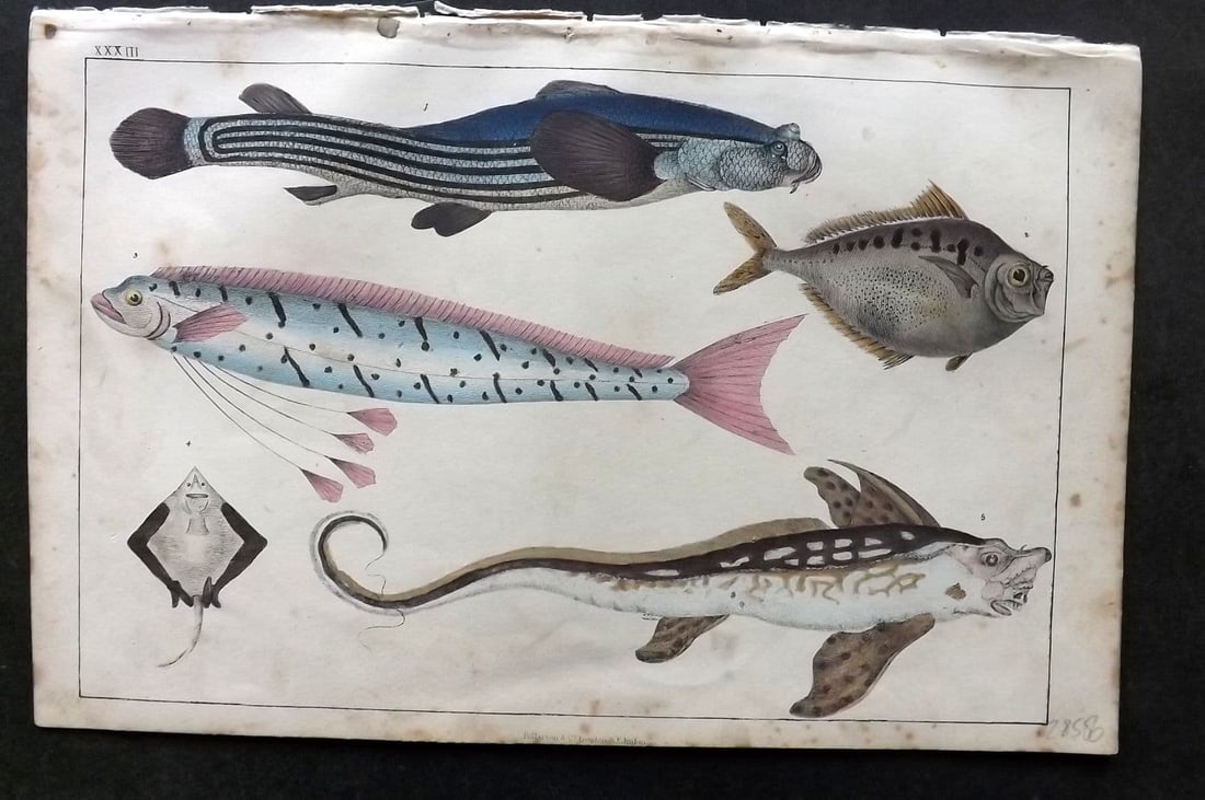Goldsmith, Oliver C1850 Hand Col Print. Anableps, Raia. Zeus Fish 33 (1 of 1)