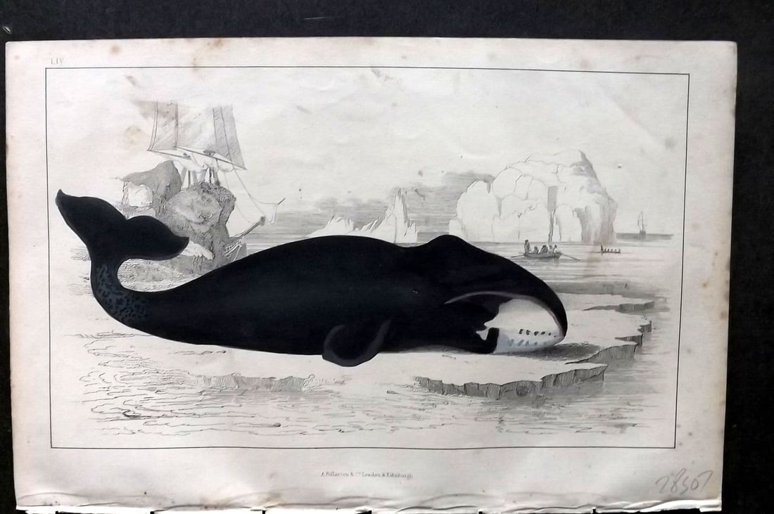 Goldsmith, Oliver C1850 Hand Col Print. The True Whale 54: Antique Etching/Engraving Published C1850 by A. Fullarton & Co. , London for "A History of the Earth and Animated Nature" by Oliver Goldsmith. Fine hand colour as issued. Paper Size: 10 x 6 inch (25 x