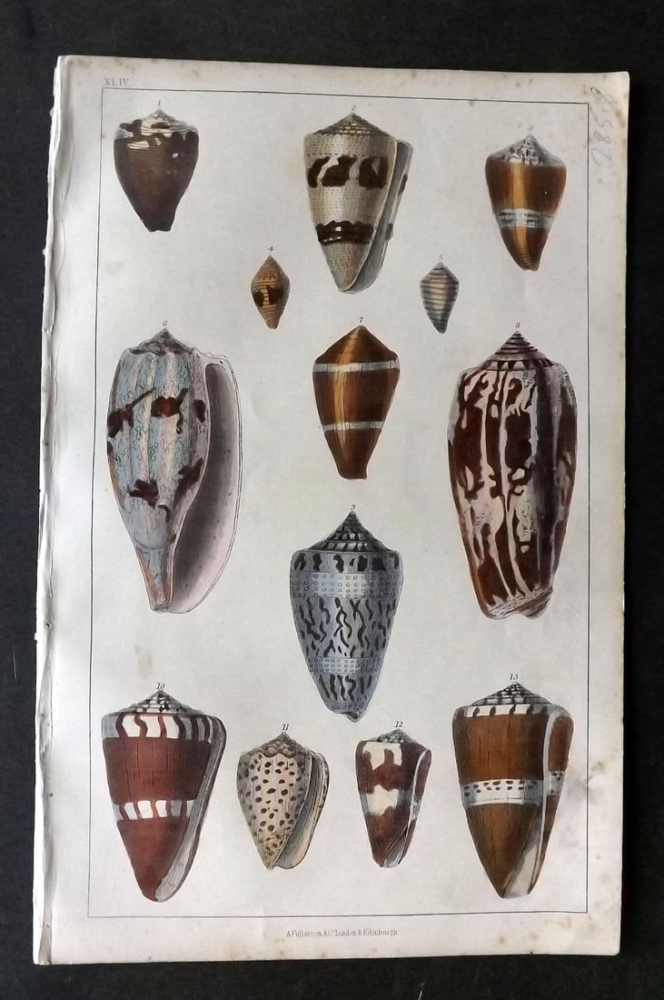 Goldsmith, Oliver C1850 Hand Col Print. Cone Shells 44 (1 of 1)