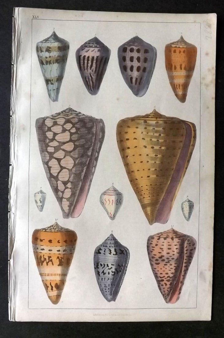 Goldsmith, Oliver C1850 Hand Col Print. Cone Shells 45 (1 of 1)