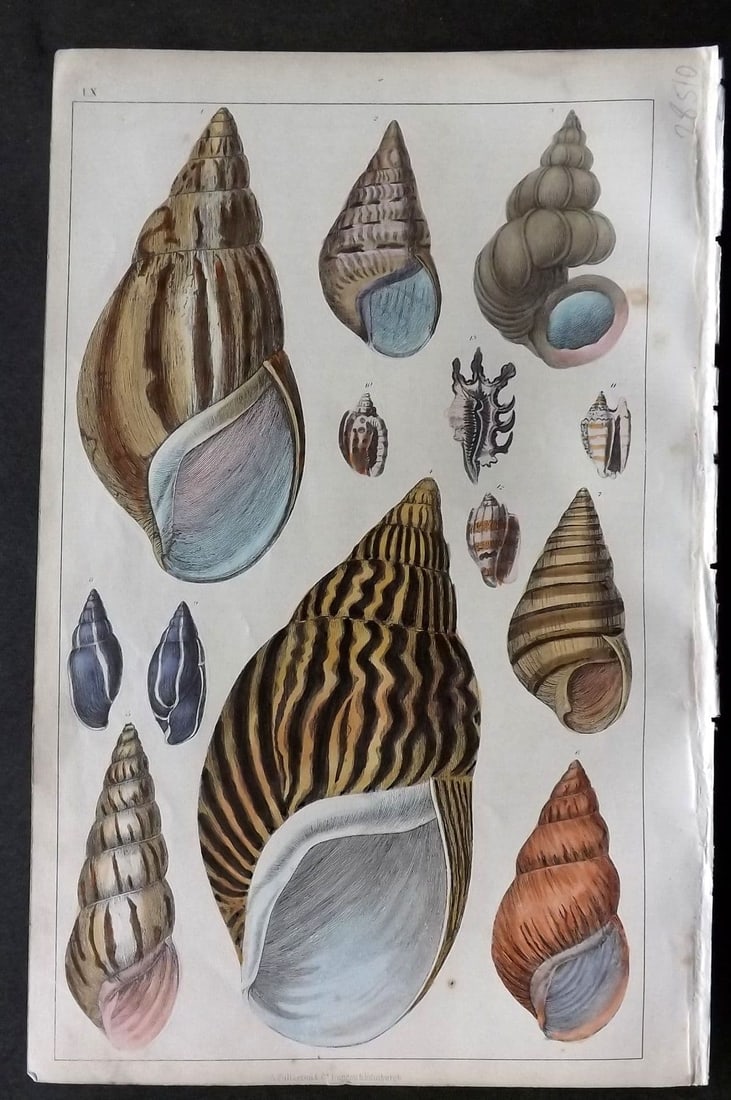 Goldsmith, Oliver C1850 Hand Col Print. Agate, Turbo Shells 60 (1 of 1)