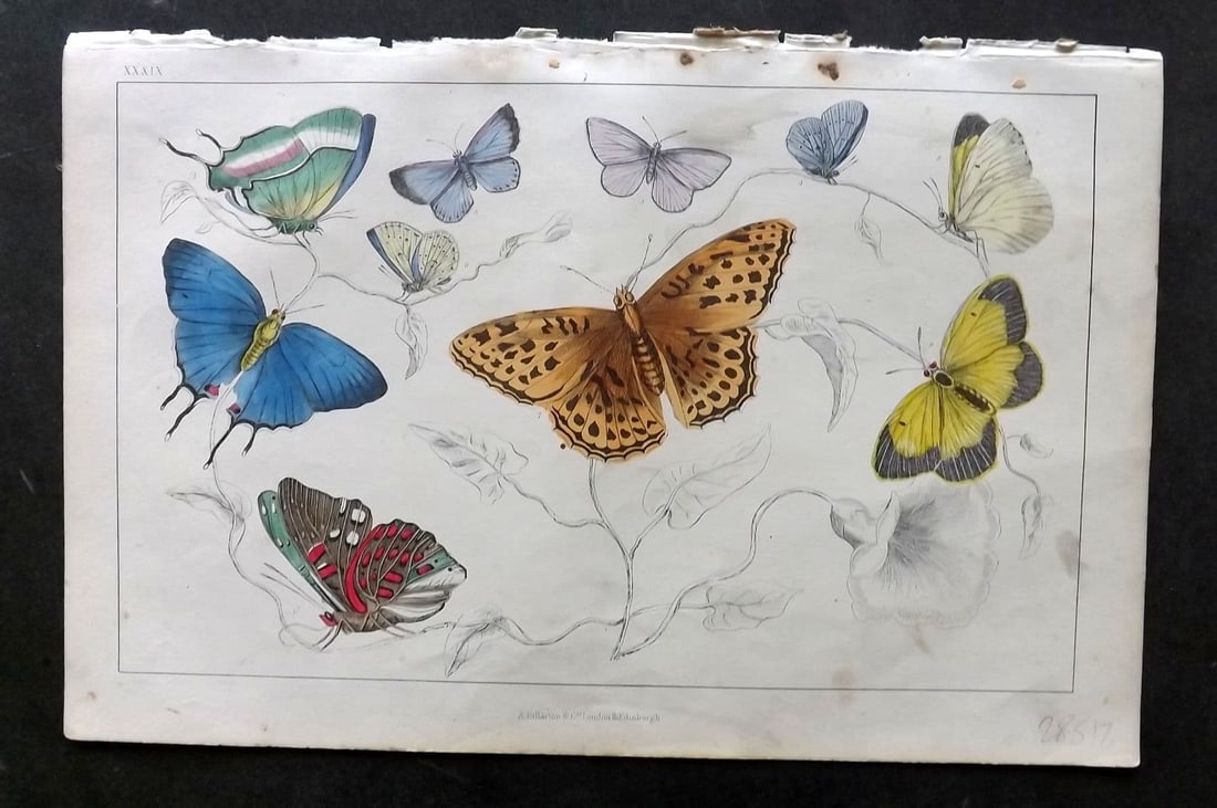 Goldsmith, Oliver C1850 Hand Col Print. Royal, Azure Butterflies 39: Antique Etching/Engraving Published C1850 by A. Fullarton & Co. , London for "A History of the Earth and Animated Nature" by Oliver Goldsmith. Fine hand colour as issued. Paper Size: 10 x 6 inch (25 x