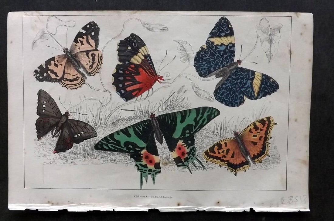 Goldsmith, Oliver C1850 Hand Col Print. Painted Lady, Oriental Emperor Butterflies 40 (1 of 1)