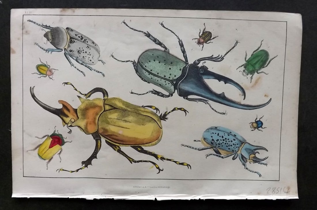 Goldsmith, Oliver C1850 Hand Col Print. Gigantic, Golden Beetles 42 Insects: Antique Etching/Engraving Published C1850 by A. Fullarton & Co. , London for "A History of the Earth and Animated Nature" by Oliver Goldsmith. Fine hand colour as issued. Paper Size: 10 x 6 inch (25 x