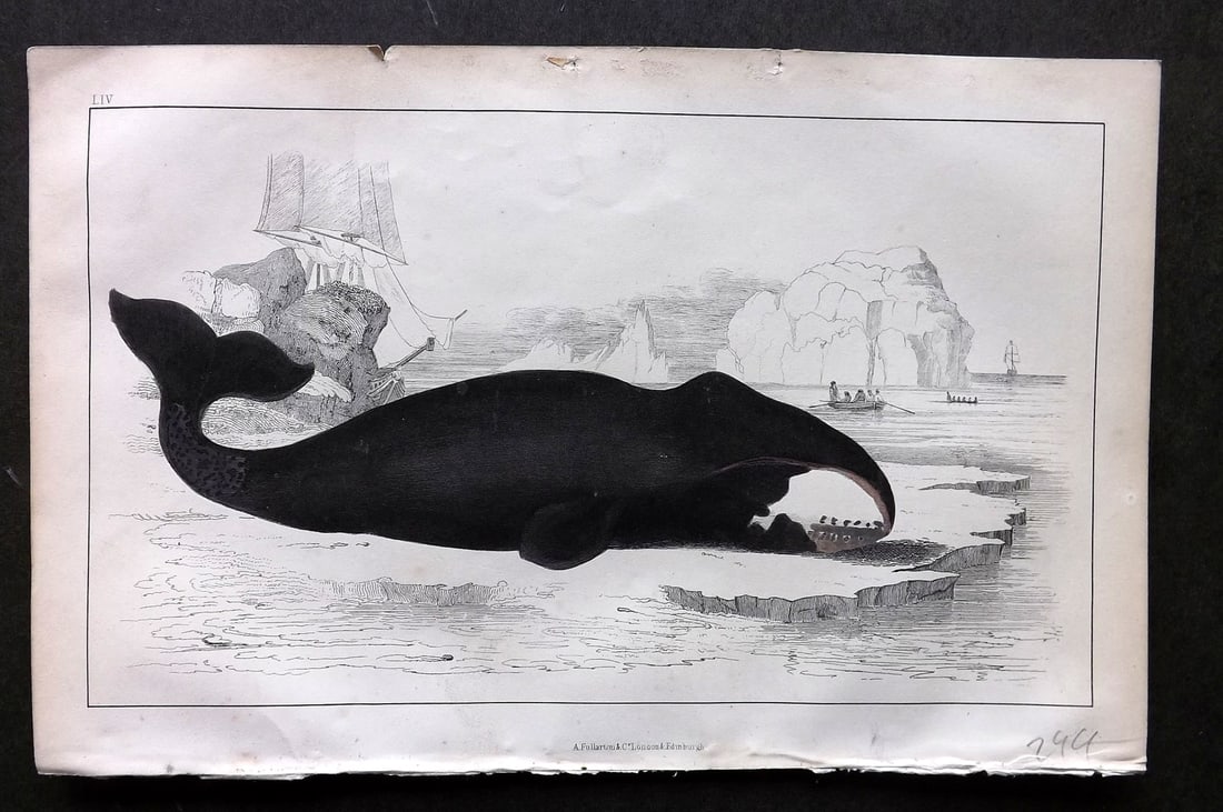 Goldsmith, Oliver C1850 Hand Col Print. The True Whale 54: Hand Colored Etching/Engraving Published C1850 by A. Fullarton & Co., London for "A History of the Earth and Animated Nature" by Oliver Goldsmith. Paper Size: 10 x 6 inch (25 x 16cm) Good Condition