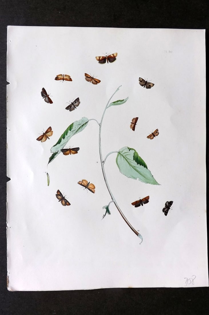 Humphreys & Westwood 1857 Hand Col Moth Print 90 (1 of 1)