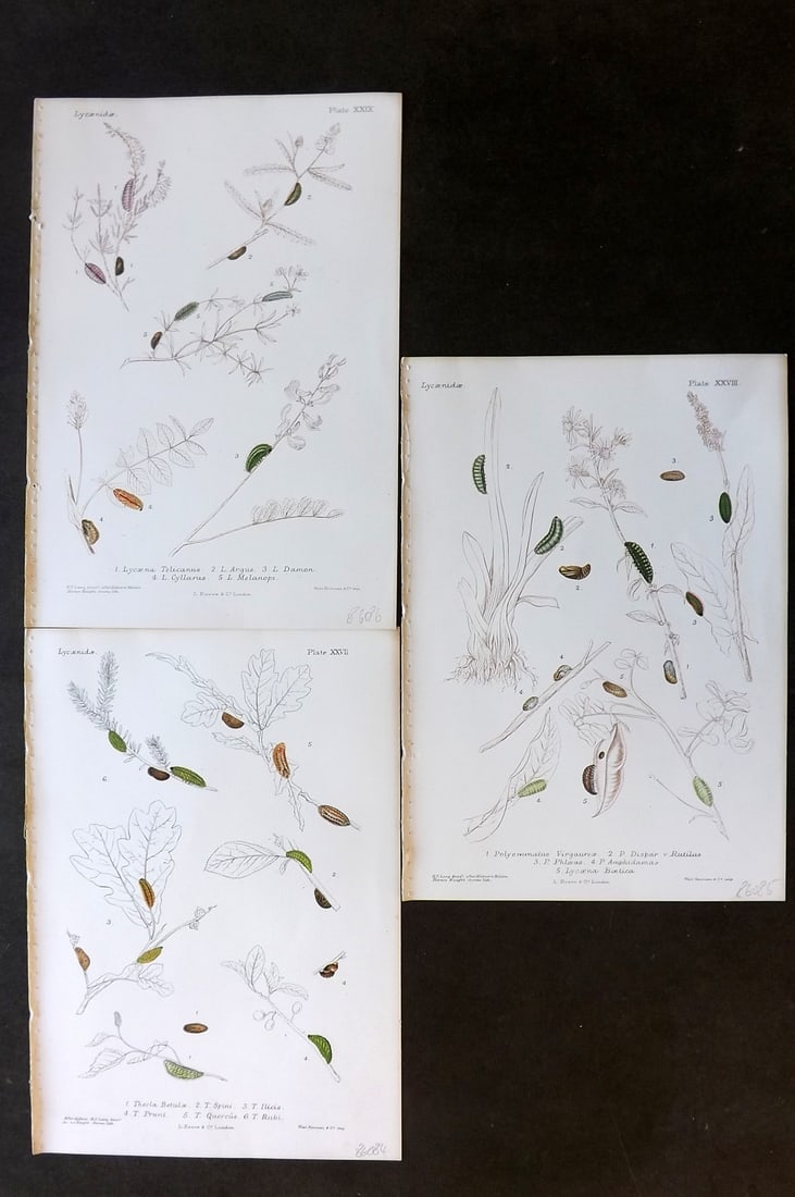 Lang, Henry 1884 Lot of 3 Antique Butterfly Larvae Caterpillar Prints: Chromolithographs Published 1884, London for "The Butterflies of Europe" by Henry C. Lang. Paper Size: 10 x 7 inch (25 x 18cm) Minor margin toning, images fine