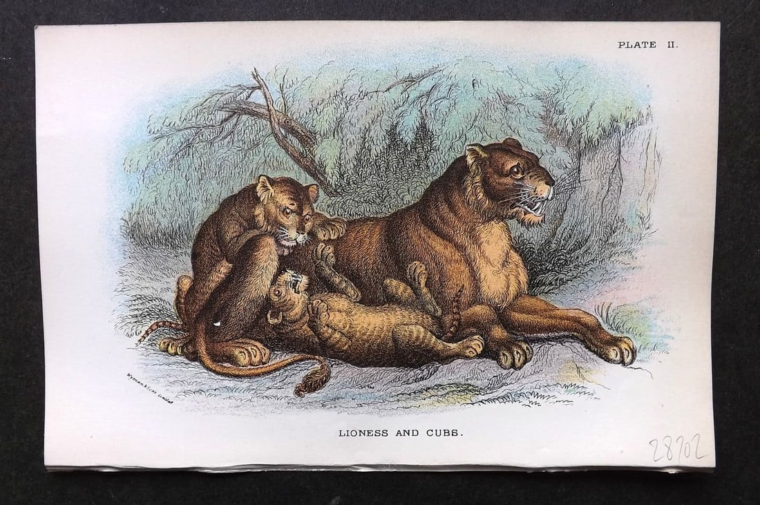 Lloyds 1896 Antique Print. Lioness and Cubs 02: Antique Chromolithograph Published 1894-97, London for "Lloyds's Natural History. " Edited by R. Bowdler Sharpe, W. F. Kirby, H. O. Forbes, R. Lydekker, and W. R. Olive-Grant. Illustrated after Keulem