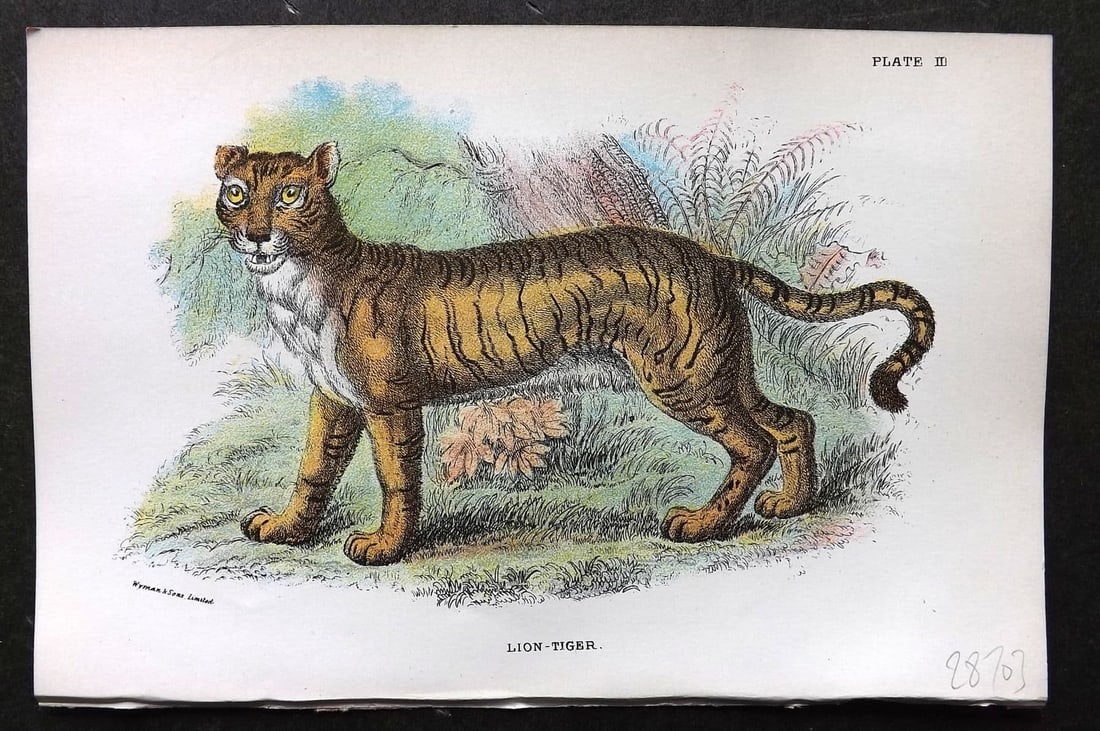 Lloyds 1896 Antique Print. Lion-Tiger 03 (1 of 1)