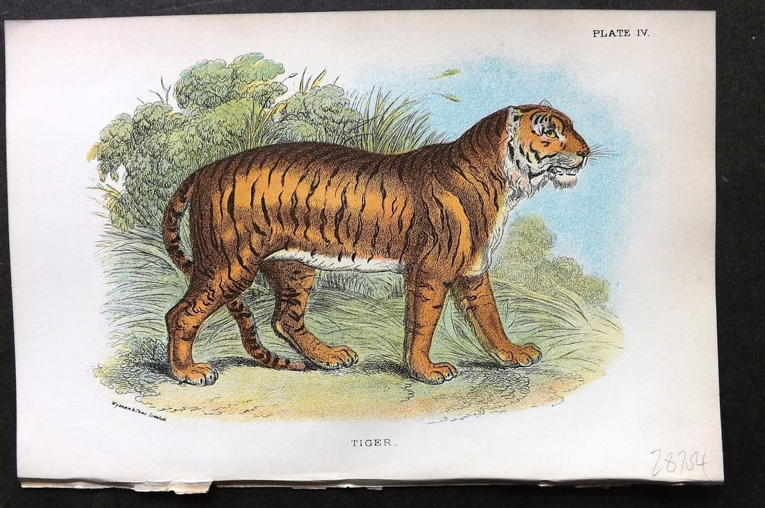 Lloyds 1896 Antique Print. Tiger 04 (1 of 1)