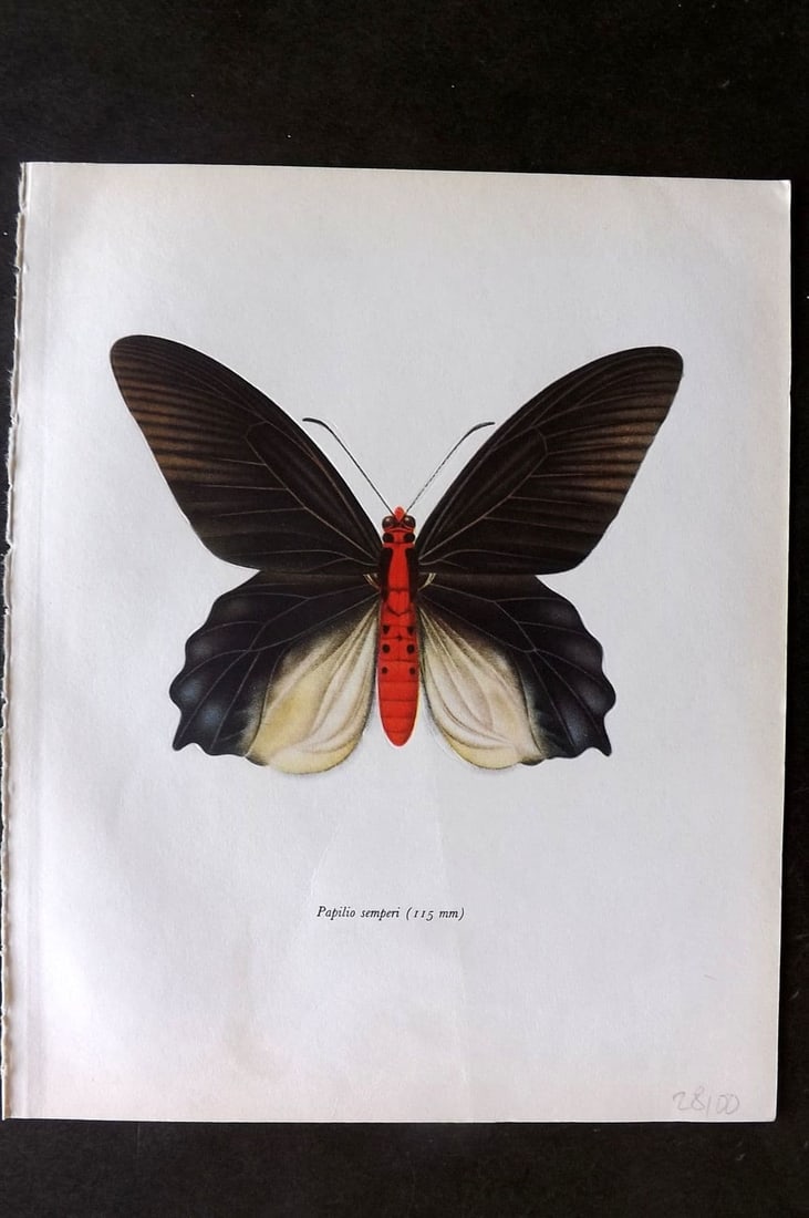Prochazka, Frantisek 1963 Vintage Butterfly Print. Parides Semperi Felder (1 of 1)