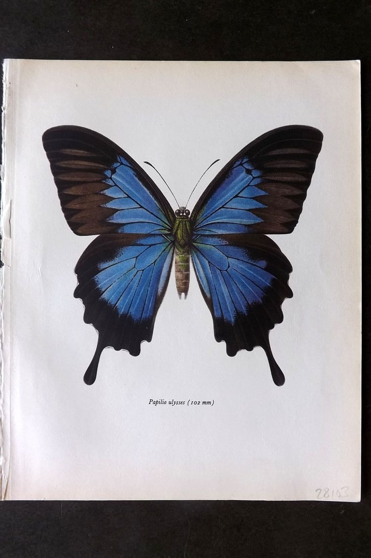 Prochazka, Frantisek 1963 Vintage Butterfly Print. Blue Mountain Butterfly: Vintage Offset Lithograph Published 1963, London for "Beautiful Butterflies" by J. Moucha. Illustrated by Frantisek Prochazka. Descriptive text to verso, but this relates to the adjacent plate. On nic