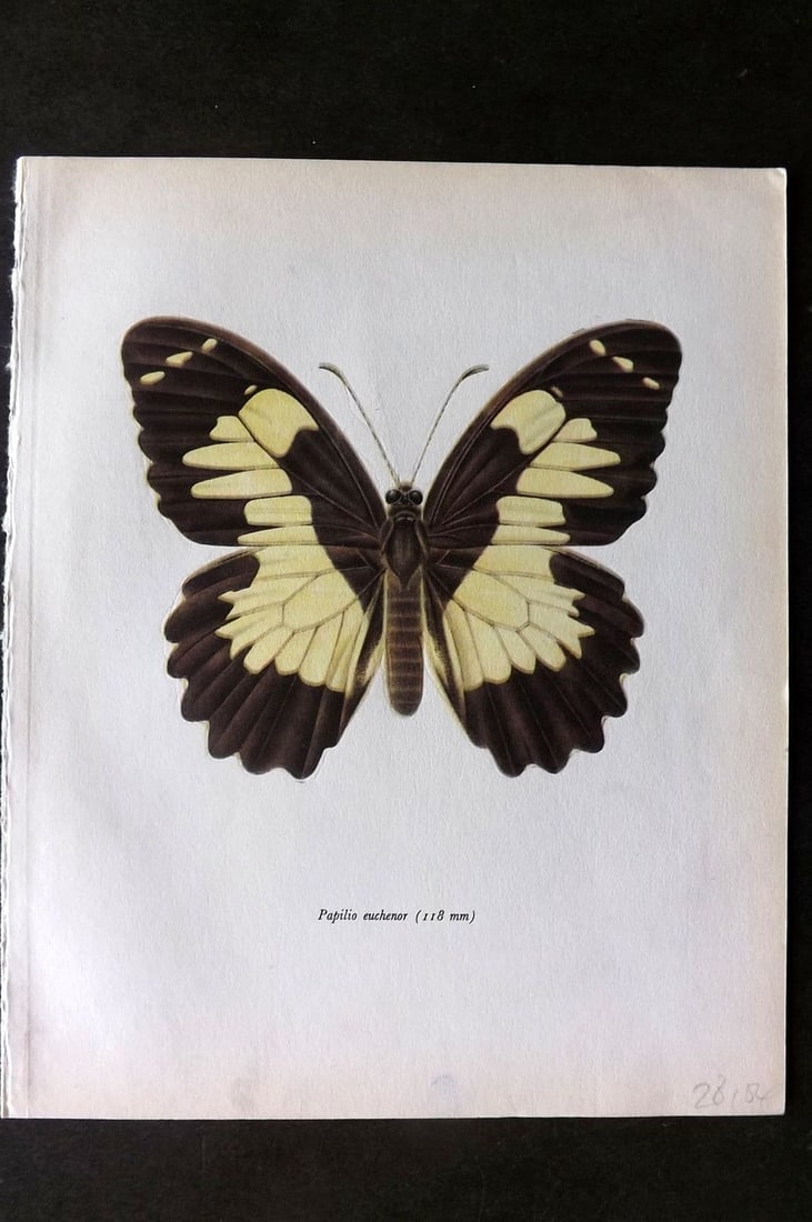 Prochazka, Frantisek 1963 Vintage Butterfly Print. Euchenor Butterfly: Vintage Offset Lithograph Published 1963, London for "Beautiful Butterflies" by J. Moucha. Illustrated by Frantisek Prochazka. Descriptive text to verso, but this relates to the adjacent plate. On nic