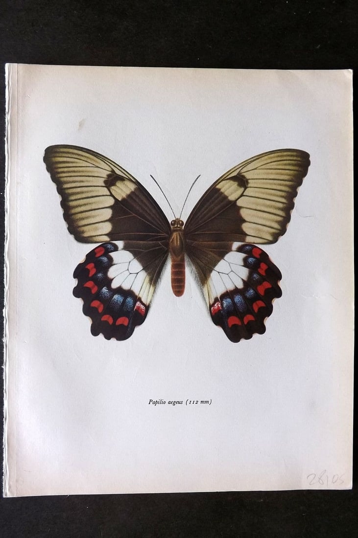 Prochazka, Frantisek 1963 Vintage Butterfly Print. Orchard Swallowtail (1 of 1)