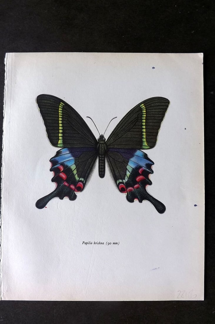 Prochazka, Frantisek 1963 Vintage Butterfly Print. Kirishna Peacock: Vintage Offset Lithograph Published 1963, London for "Beautiful Butterflies" by J. Moucha. Illustrated by Frantisek Prochazka. Descriptive text to verso, but this relates to the adjacent plate. On nic