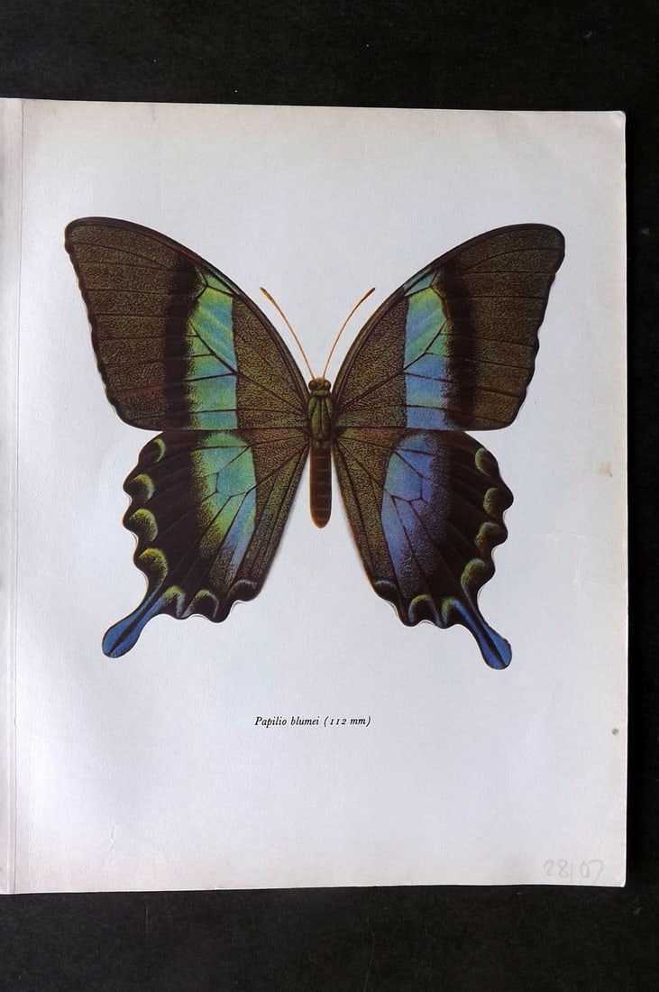 Prochazka, Frantisek 1963 Vintage Butterfly Print. Papilio Blumei Boisuval: Vintage Offset Lithograph Published 1963, London for "Beautiful Butterflies" by J. Moucha. Illustrated by Frantisek Prochazka. Descriptive text to verso, but this relates to the adjacent plate. On nic
