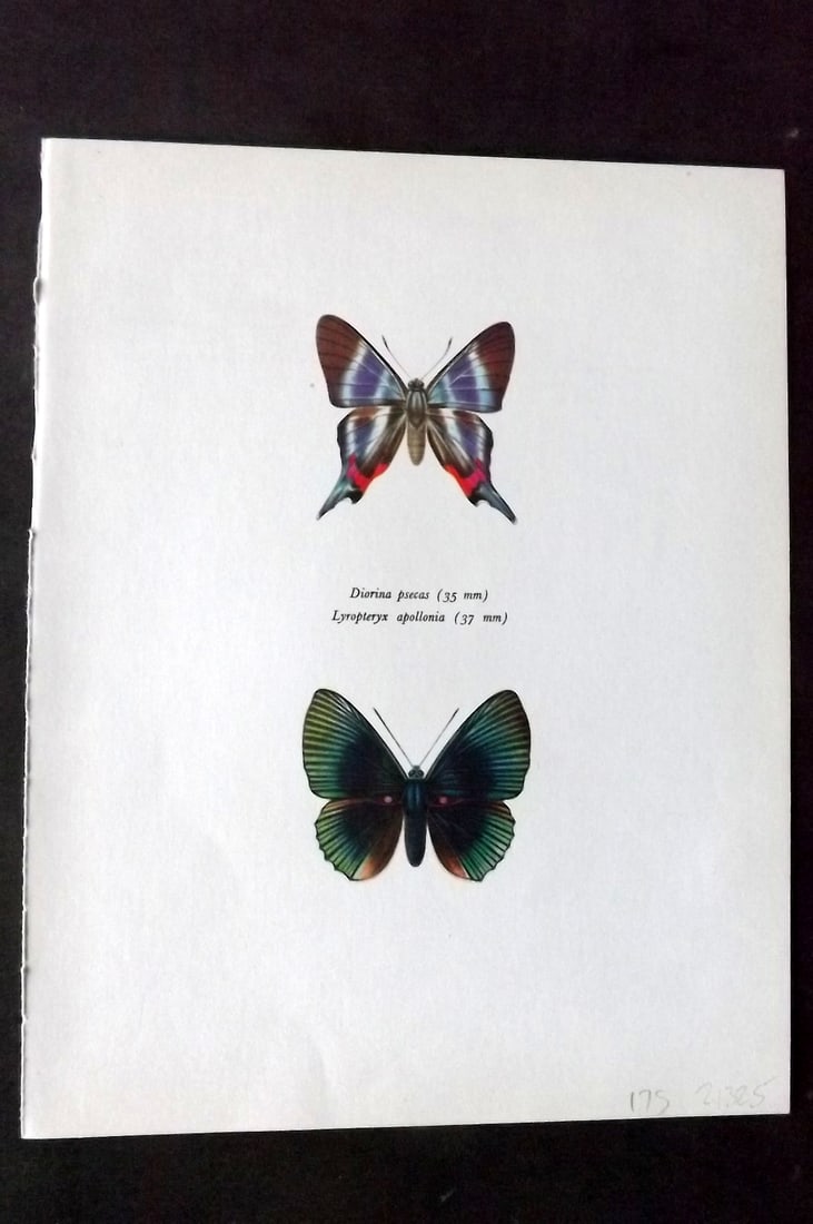 Prochazka, Frantisek 1963 Vintage Butterfly Print. Diorina Psecas, Lyropteryx Apollonia: Vintage Offset Lithograph Published 1963, London for "Beautiful Butterflies" by J. Moucha. Illustrated by Frantisek Prochazka. Descriptive text to verso, but this relates to the adjacent plate. On nic