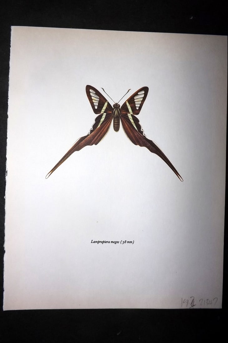 Prochazka, Frantisek 1963 Vintage Butterfly Print. Lamproptera Meges: Vintage Offset Lithograph Published 1963, London for "Beautiful Butterflies" by J. Moucha. Illustrated by Frantisek Prochazka. Descriptive text to verso, but this relates to the adjacent plate. On nic