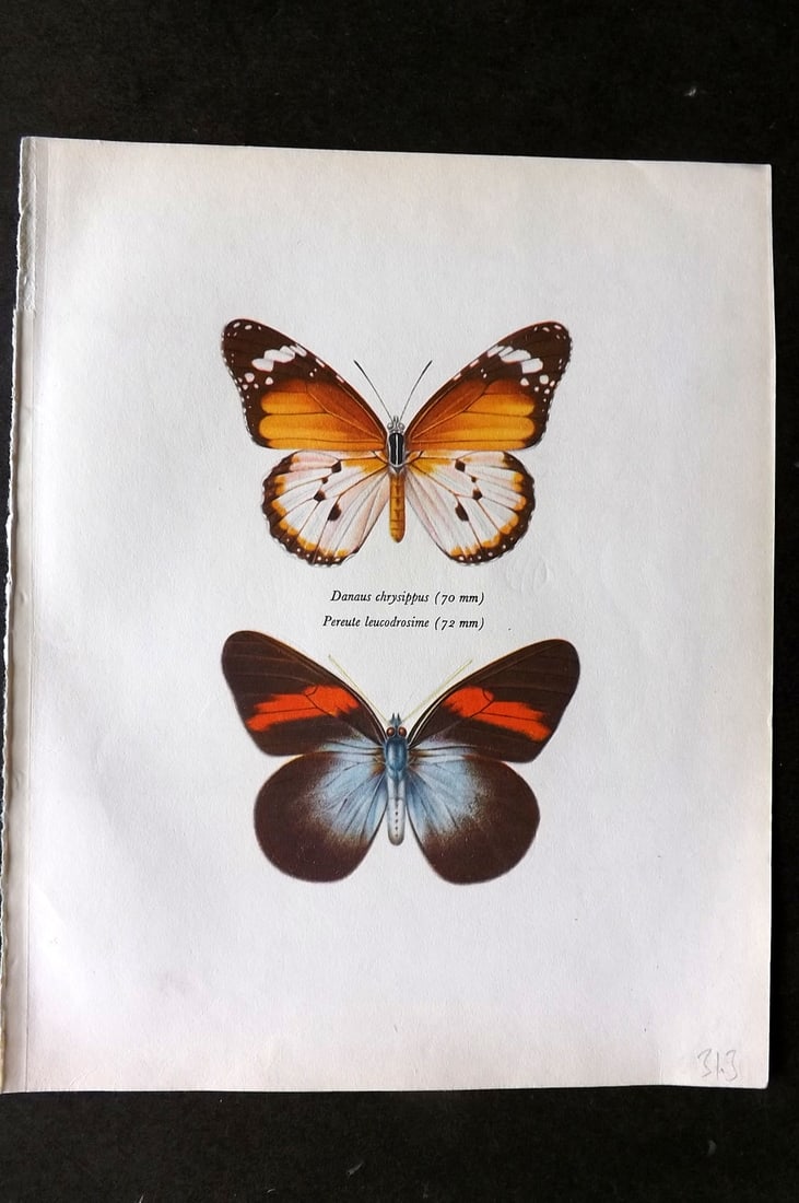 Prochazka 1963 Butterfly Print. Golden Danaid, Pereute Leucodrosime Kollar: Vintage Offset Lithograph Published 1963, London for "Beautiful Butterflies" by J. Moucha. Illustrated by Frantisek Prochazka. Descriptive text to verso, but this relates to the adjacent plate. On nic