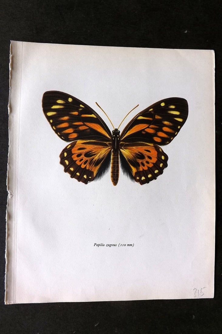 Prochazka 1963 Vintage Butterfly Print. Papilio Zagreus Doubleday: Vintage Offset Lithograph Published 1963, London for "Beautiful Butterflies" by J. Moucha. Illustrated by Frantisek Prochazka. Descriptive text to verso, but this relates to the adjacent plate. On nic