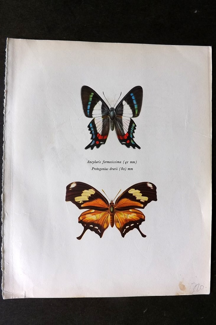 Prochazka 1963 Print. Ancyluris Formosissima Hewitson & Protogonius Butler: Vintage Offset Lithograph Published 1963, London for "Beautiful Butterflies" by J. Moucha. Illustrated by Frantisek Prochazka. Descriptive text to verso, but this relates to the adjacent plate. On nic