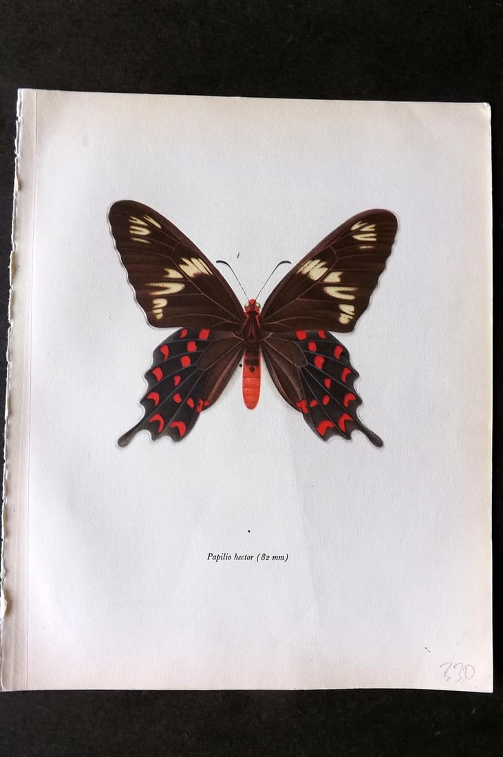 Prochazka 1963 Vintage Butterfly Print. Crimson Rose: Vintage Offset Lithograph Published 1963, London for "Beautiful Butterflies" by J. Moucha. Illustrated by Frantisek Prochazka. Descriptive text to verso, but this relates to the adjacent plate. On nic