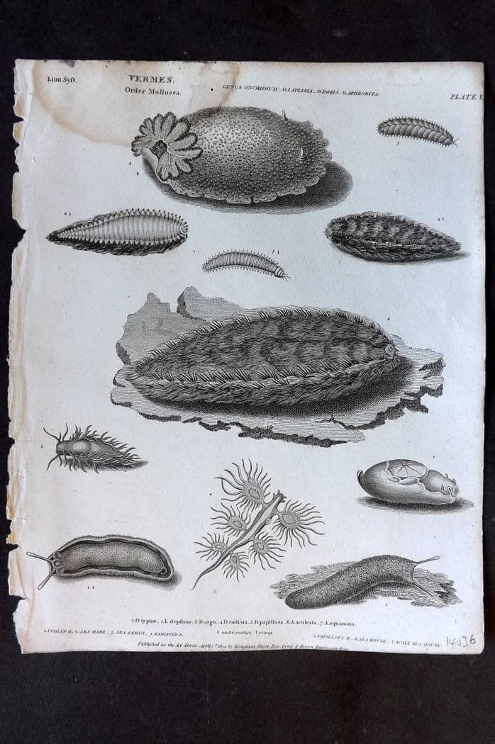 Rees, Abraham 1820 Antique Print. Vermes - Mollusca 56 (1 of 1)