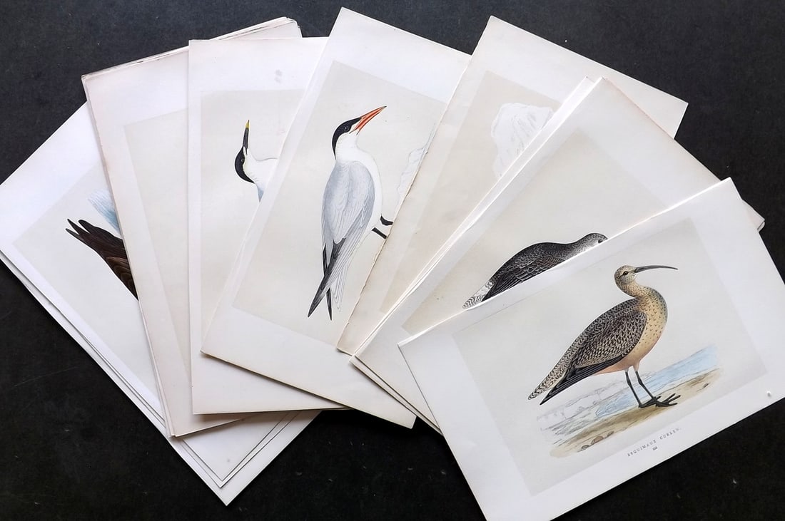 Morris, Francis 1851 Lot of 20 Hand Col Bird Prints. 1st Edition: Woodblock Published 1851-57, London for "A History of British Birds" First Edition by the Rev. Francis Orpen Morris. Printed in colours and finished by hand. Paper Size: 9.75 x 7 inch (25 x 18cm) Good