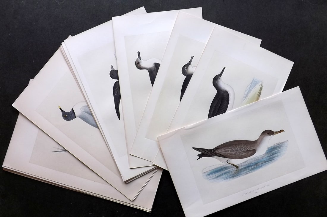 Morris, Francis 1851 Lot of 20 Hand Col Bird Prints. 1st Edition: Woodblock Published 1851-57, London for "A History of British Birds" First Edition by the Rev. Francis Orpen Morris. Printed in colours and finished by hand. Paper Size: 9.75 x 7 inch (25 x 18cm) Good